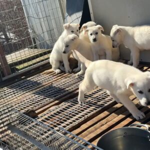 White German Shepherd