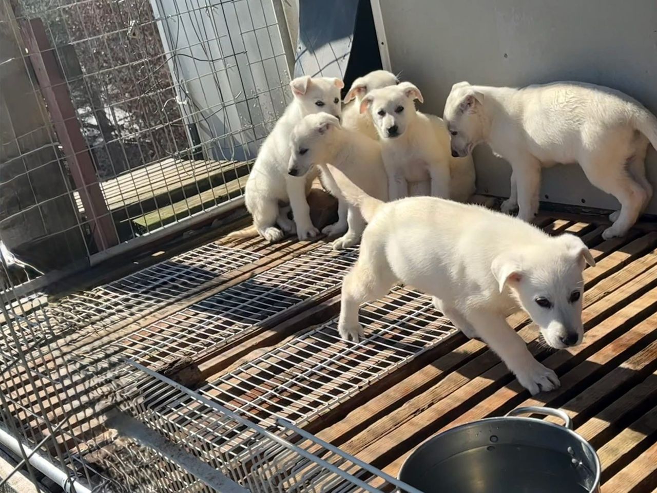 dog-breeder_52