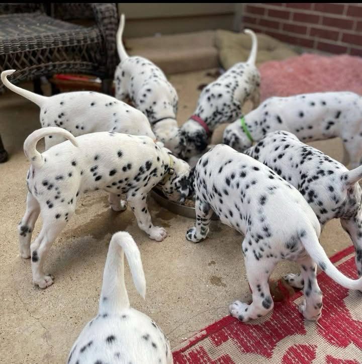 dog-breeder_52